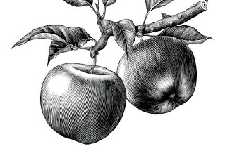 Foto ilustración manzanas
